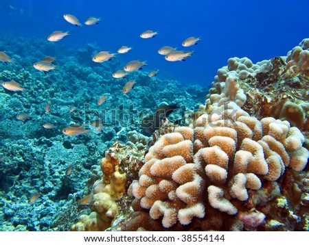 Hawaiian reef fish Stock Photos, Images, & Pictures | Shutterstock