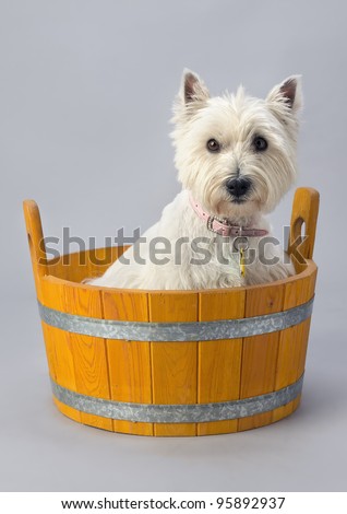 https://thumb7.shutterstock.com/display_pic_with_logo/126811/126811,1330010056,1/stock-photo-west-highland-white-terrier-in-wooden-wash-tub-95892937.jpg