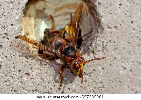 What are the signs to look for when searching for ground-based hornets' nests?