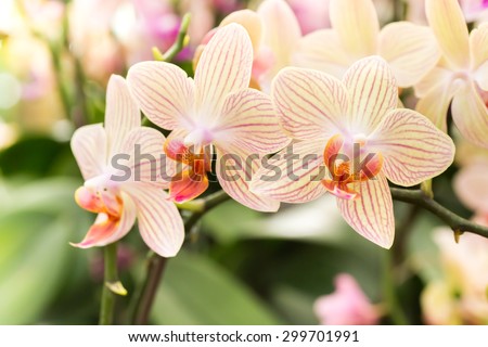 Streaked orchid flowers. Beautiful orchid flowers.