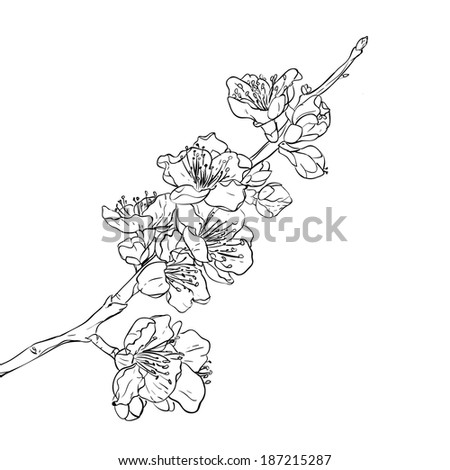 Sakura Flower Line Art