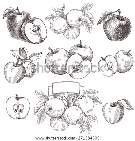Sketches and engravings apples composition. Set of hand drawn apple. Vintage sketch style illustration.