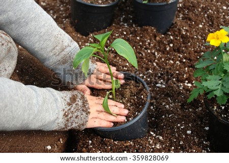 Young boy sitting in a bin of soil transplanting a pepper plant inside a greenhouse