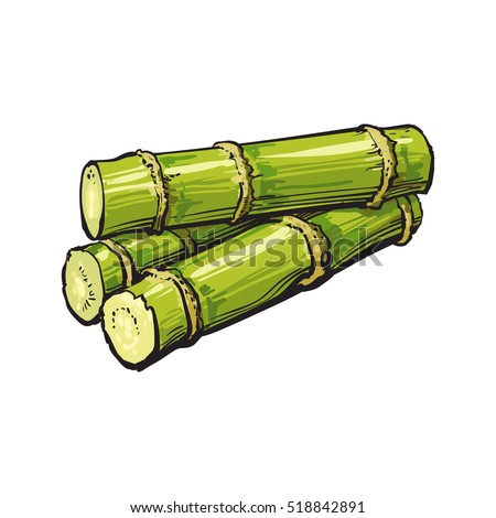 Pile of fresh raw green sugar cane, sketch style vector illustration isolated on white background. Realistic hand drawing of green sugarcane, Jamaican rum ingredient