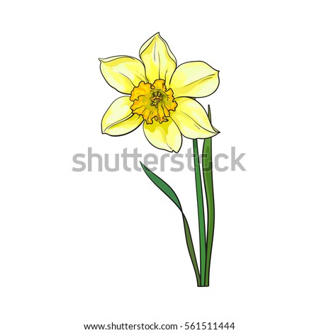 Single Yellow Daffodil Narcissus Spring Flower Stock Vector 561511444 ...