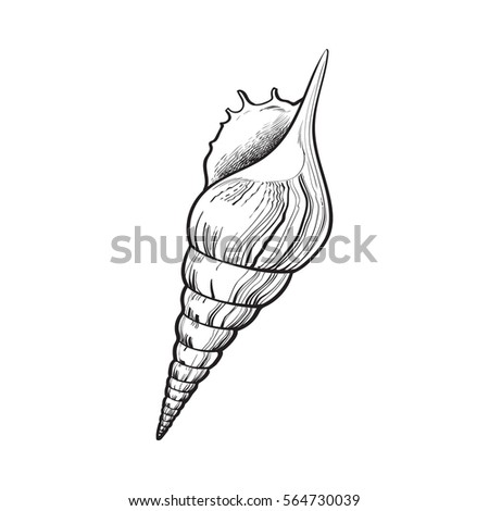 Colorful Spiral Conch Sea Shell Sketch Stock Vector 542847709