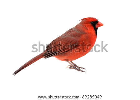 Cardinal Bird Stock Photos, Images, & Pictures | Shutterstock