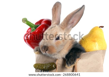 rabbit thesis joke The green zone rabbit like my rabbit, he would always tell us a silly joke about politics and remind us how secret and important the operation was. rabbit thesis joke The green zone rabbit like my rabbit, he would always tell us a silly joke about politics and remind us how secret and important the operation was.