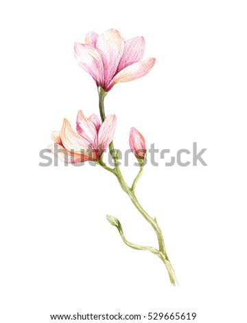 Watercolor Magnolia Stock Images, Royalty-Free Images & Vectors ...