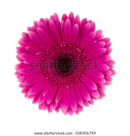 Pink Daisy Flower Isolated On White Stock Illustration 108627803