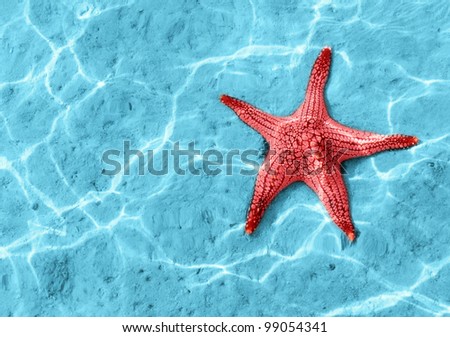 Starfish Blue Water Light Reflection Stock Photo 94555987 - Shutterstock