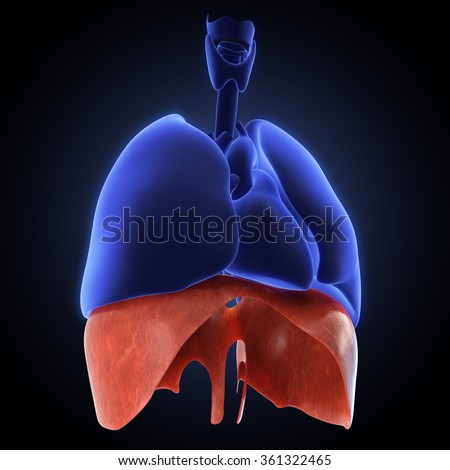 Diaphragm Stock Photos, Images, & Pictures | Shutterstock