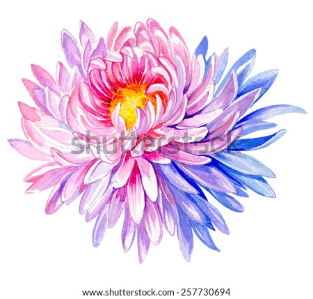 large very detailed painting chrysanthemum flower stock large very detailed painting chrysanthemum flower stock