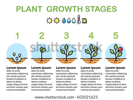 Plant Growth Stages Infographics Line Art Stock Vector 602021621 ...