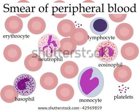 White Blood Cells Stock Illustration 19777435 - Shutterstock