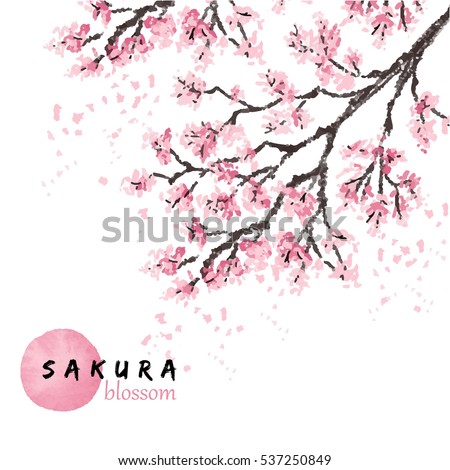 Sakura japan cherry branch with blooming flowers vector illustration. Hand drawn style.