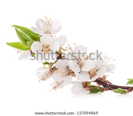 Apricot flowers isolated on white background