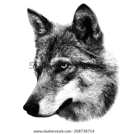 Head Wolf Isolated On White Background Stock Illustration 208738714 ...