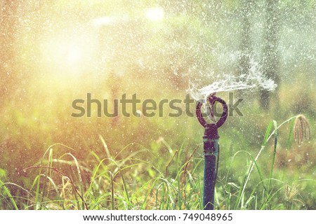 close up of sprinkler head watering in agricultural plants, irrigation system
