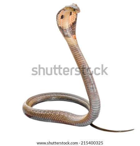 Cobra Snake Stock Photos, Images, & Pictures | Shutterstock