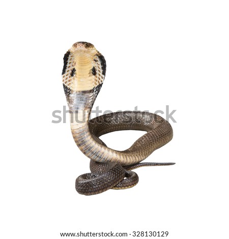 Cobra Snake Stock Photos, Images, & Pictures | Shutterstock