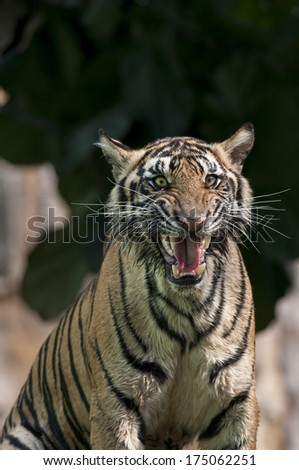 Tiger Sign Warning Stock Photos, Images, & Pictures | Shutterstock