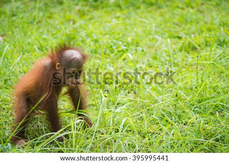 Baby Orangutan Learning Walk Stock Photo 395995441 - Shutterstock