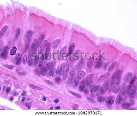 Ciliated Pseudostratified Columnar Epithelium Trachea Respiratory Stock ...