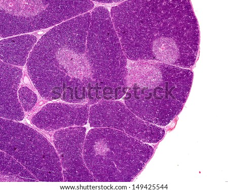 Thymus Gland Stained HE Seen Light Stock Photo (Royalty Free) 149425544 ...