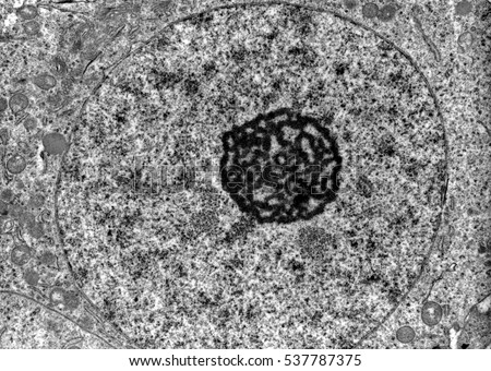 Nucleolus Stock Images, Royalty-Free Images & Vectors | Shutterstock