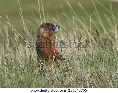 Yellow Bellied Marmots Diet Plans
