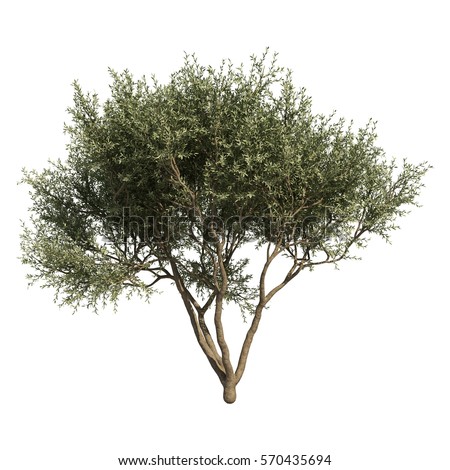 3d Rendering Fruitless Olive Tree Stock Illustration 570435694 ...