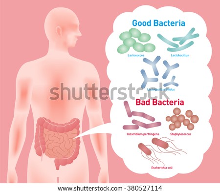 good bacteria Nearly one-third of the dry weight of our stool is bacteria hundreds of different species of good bacteria play a very important role in our health. good bacteria Nearly one-third of the dry weight of our stool is bacteria hundreds of different species of good bacteria play a very important role in our health.