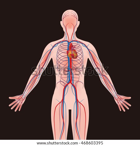 Human Body Circulatory System Vector Diagram Stock Vector 468603398