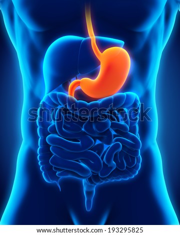 Stomach Stock Photos, Images, & Pictures | Shutterstock