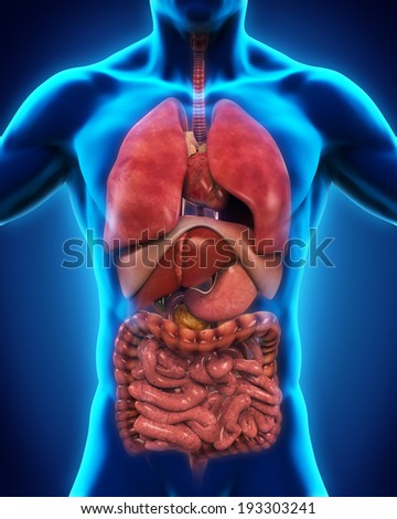 Human Body Anatomy Stock Photos, Images, & Pictures | Shutterstock