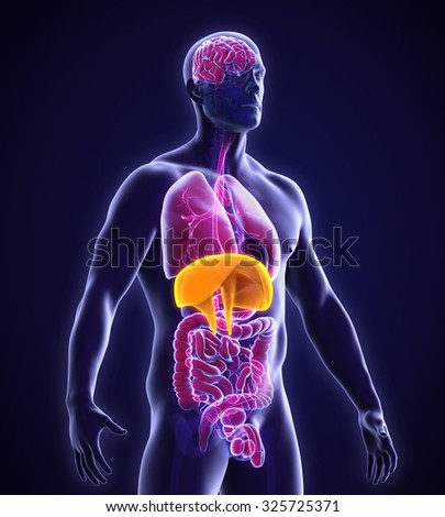 Human Diaphragm Stock Photos, Images, & Pictures | Shutterstock