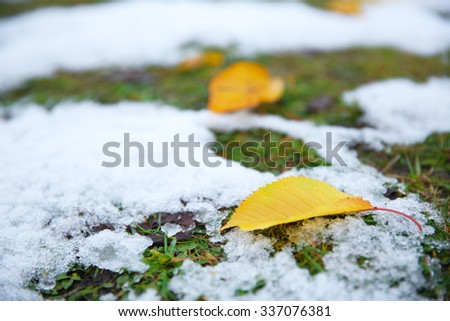 Fallen autumn leaves on grass background