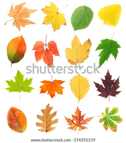 Collection Set Beautiful Colored Autumn Leaves Stock Photo 44871688 ...