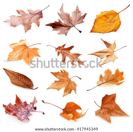 Collection of autumn dried leaves, isolated on white