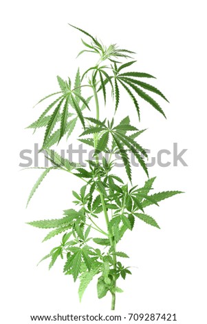 Hemp Plant Stock Images, Royalty-Free Images & Vectors | Shutterstock