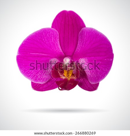 Single orchid flower. Realistic vector illustration.