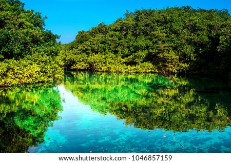 Mangrove Stock Images, Royalty-Free Images & Vectors | Shutterstock