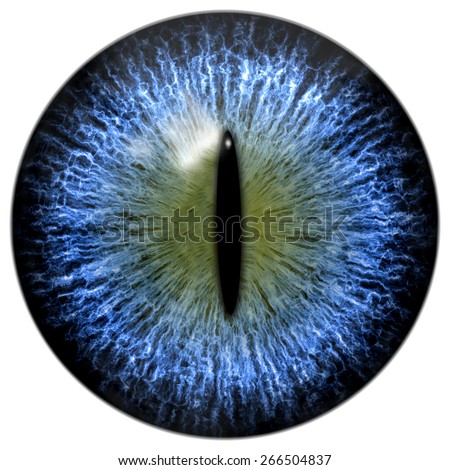 Blue Cat Reptile Eye Narrow Pupil Stock Illustration 266504837 ...