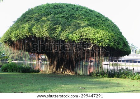 Banyan Stock Images, Royalty-Free Images & Vectors | Shutterstock