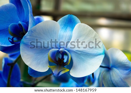orchid blue blossom flower tropical close up