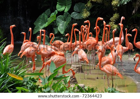 Caribbean flamingos
