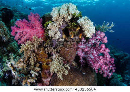 Vibrant soft corals grow on a healthy reef in Wakatobi National Park, Indonesia. This remote region harbors spectacular marine biodiversity and is a popular destination for divers and snorkelers.
