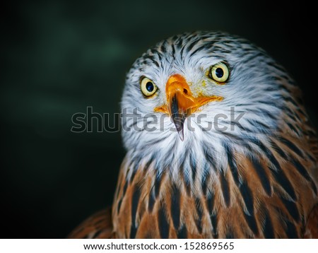 Red Kite Portrait (Milvus milvus)
