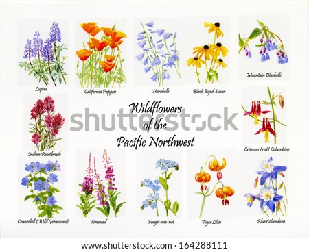 Indian paintbrush Stock Photos, Images, & Pictures | Shutterstock